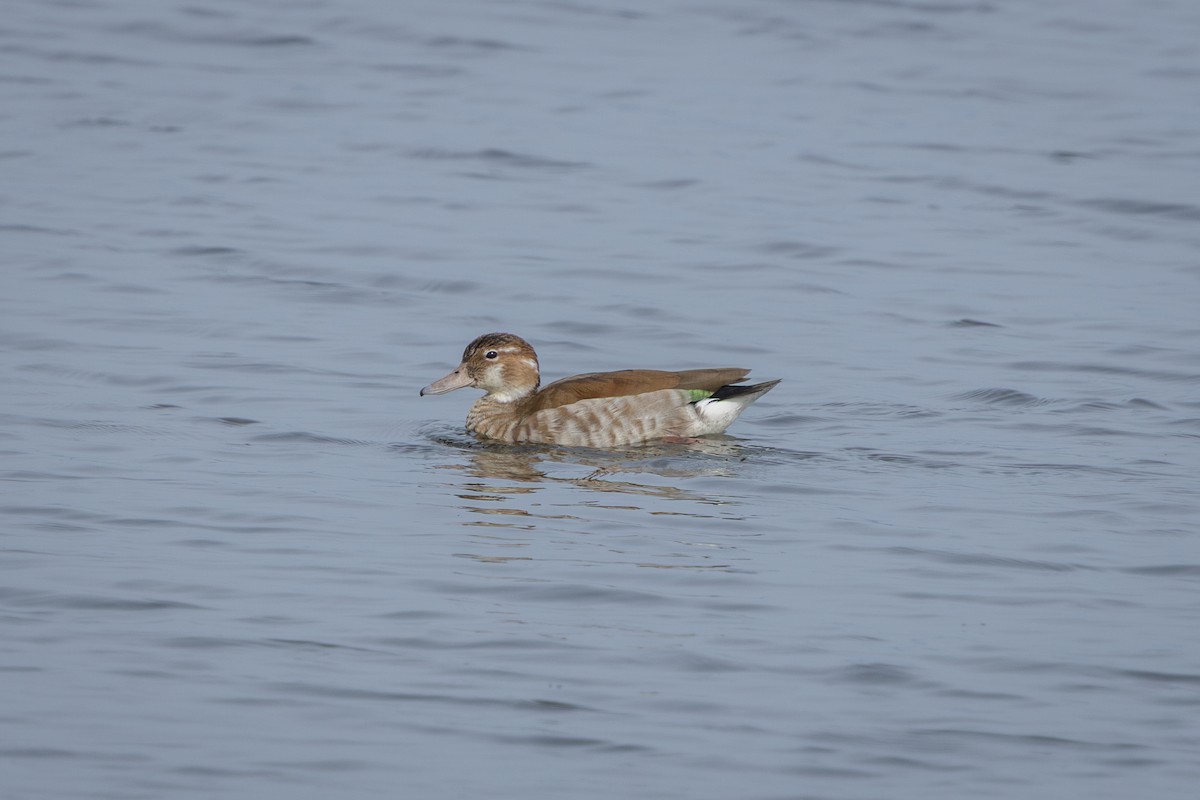 Ringed Teal - ML646899671
