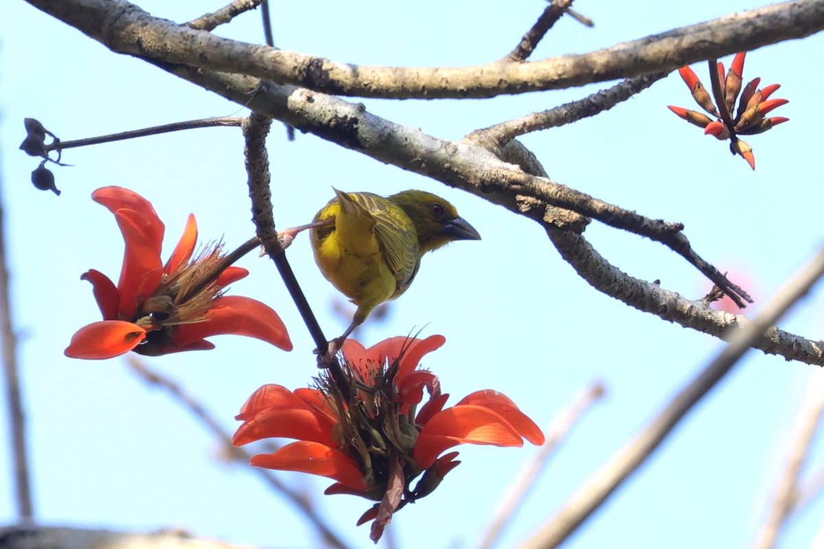 Goldweber - ML646899672