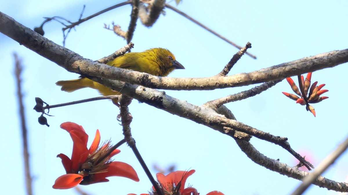 Goldweber - ML646899673