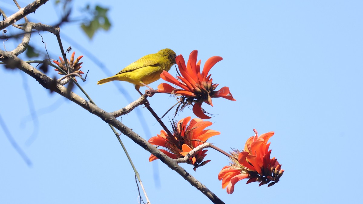 Goldweber - ML646899674