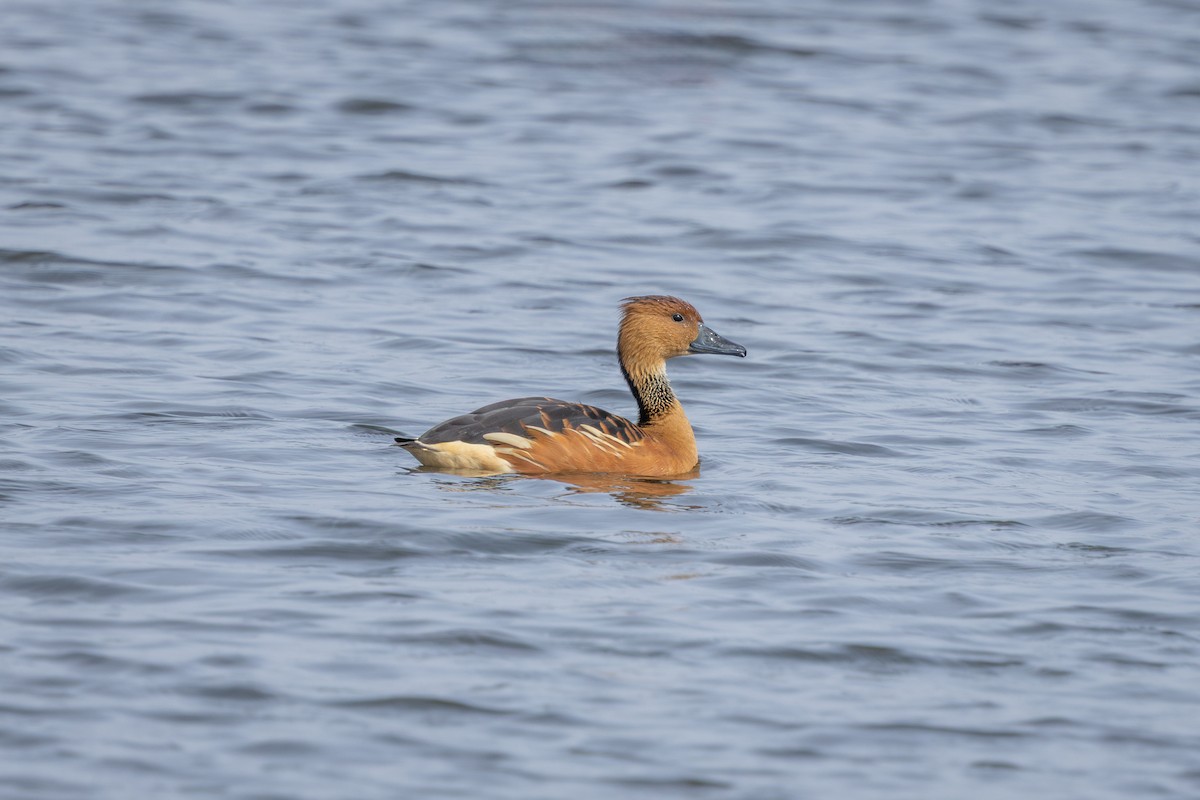 Fulvous Whistling-Duck - ML646899682