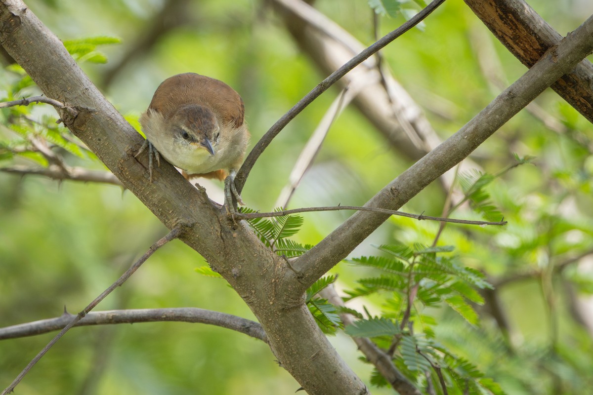 Yellow-chinned Spinetail - ML646899685