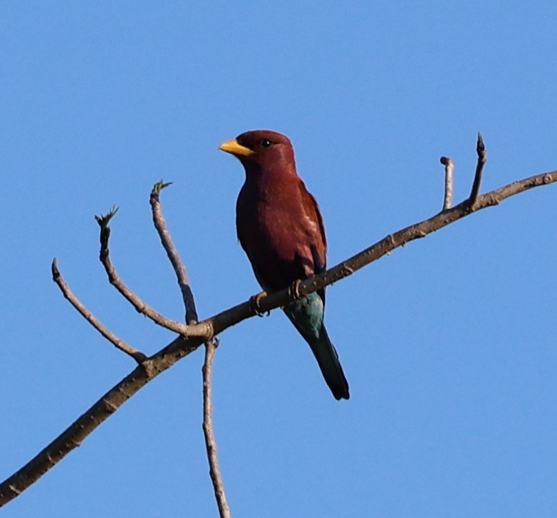 Broad-billed Roller - ML646899686