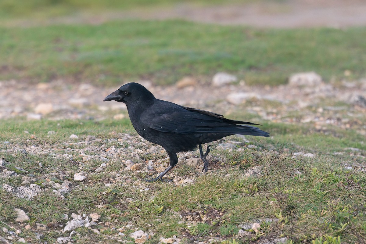 vrána černá - ML646899689