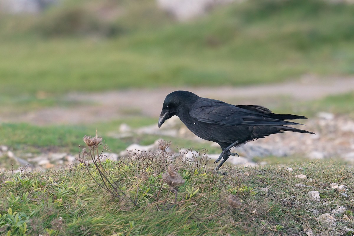 vrána černá - ML646899690