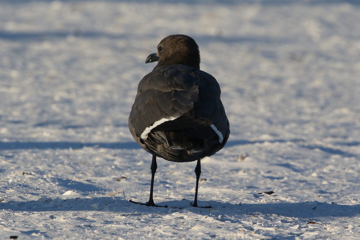 ハイイロカモメ - ML646899691