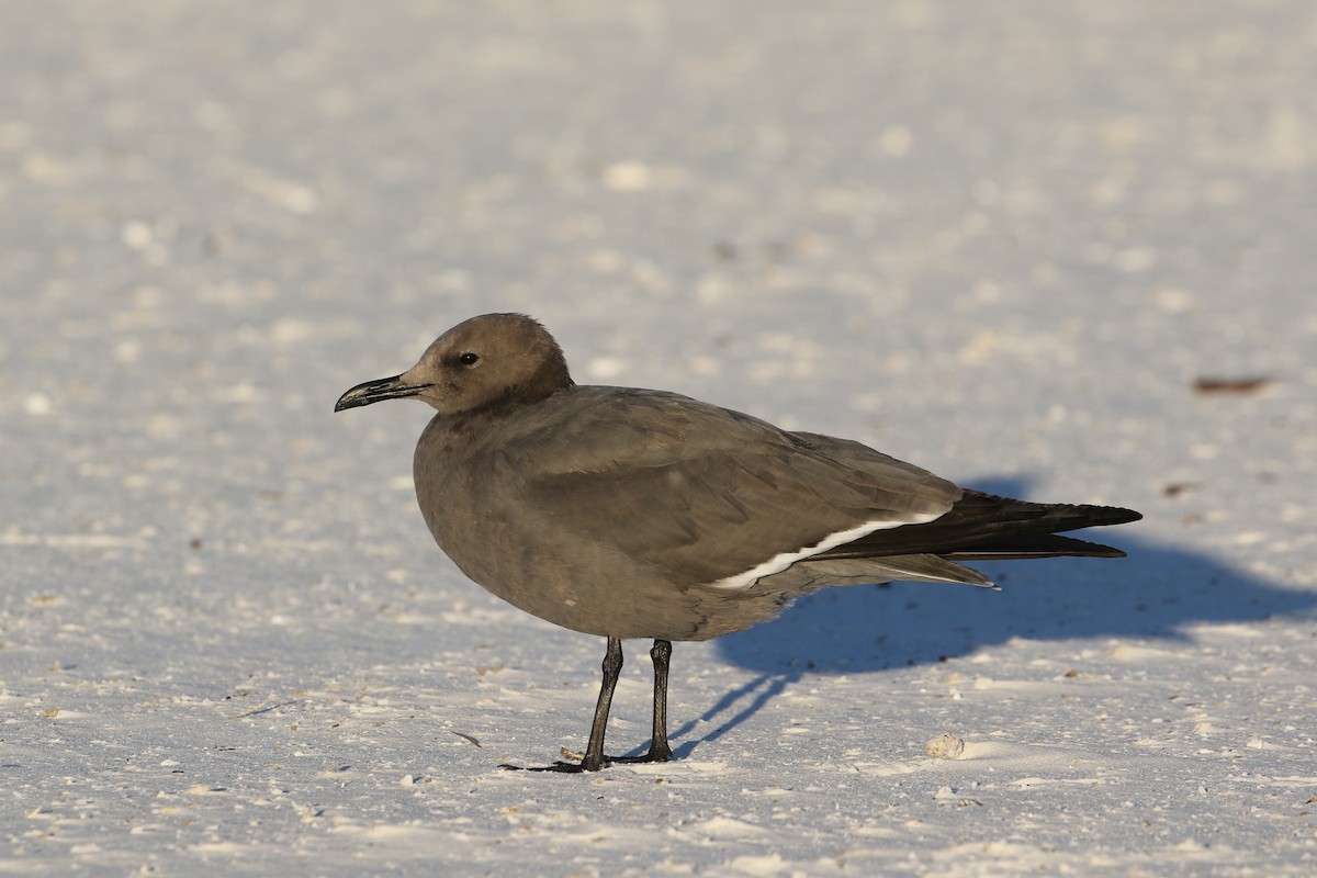 ハイイロカモメ - ML646899692