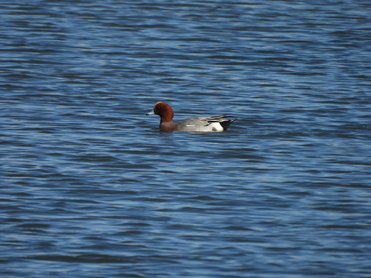 Eurasian Wigeon - ML646899693
