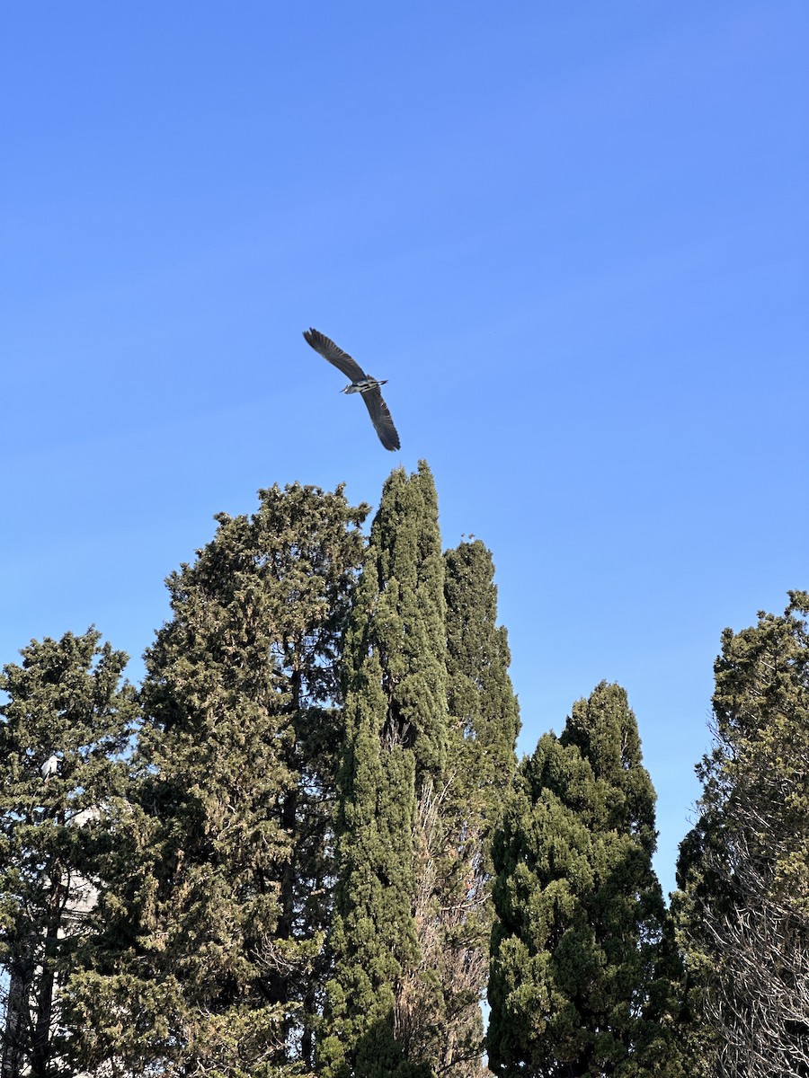 Gray Heron - ML646899694