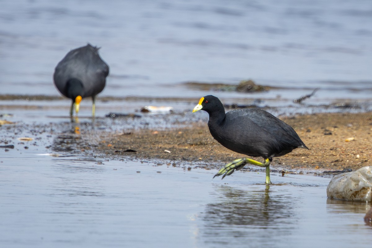 White-winged Coot - ML646899697
