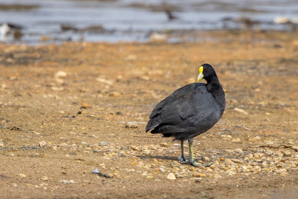 White-winged Coot - ML646899698