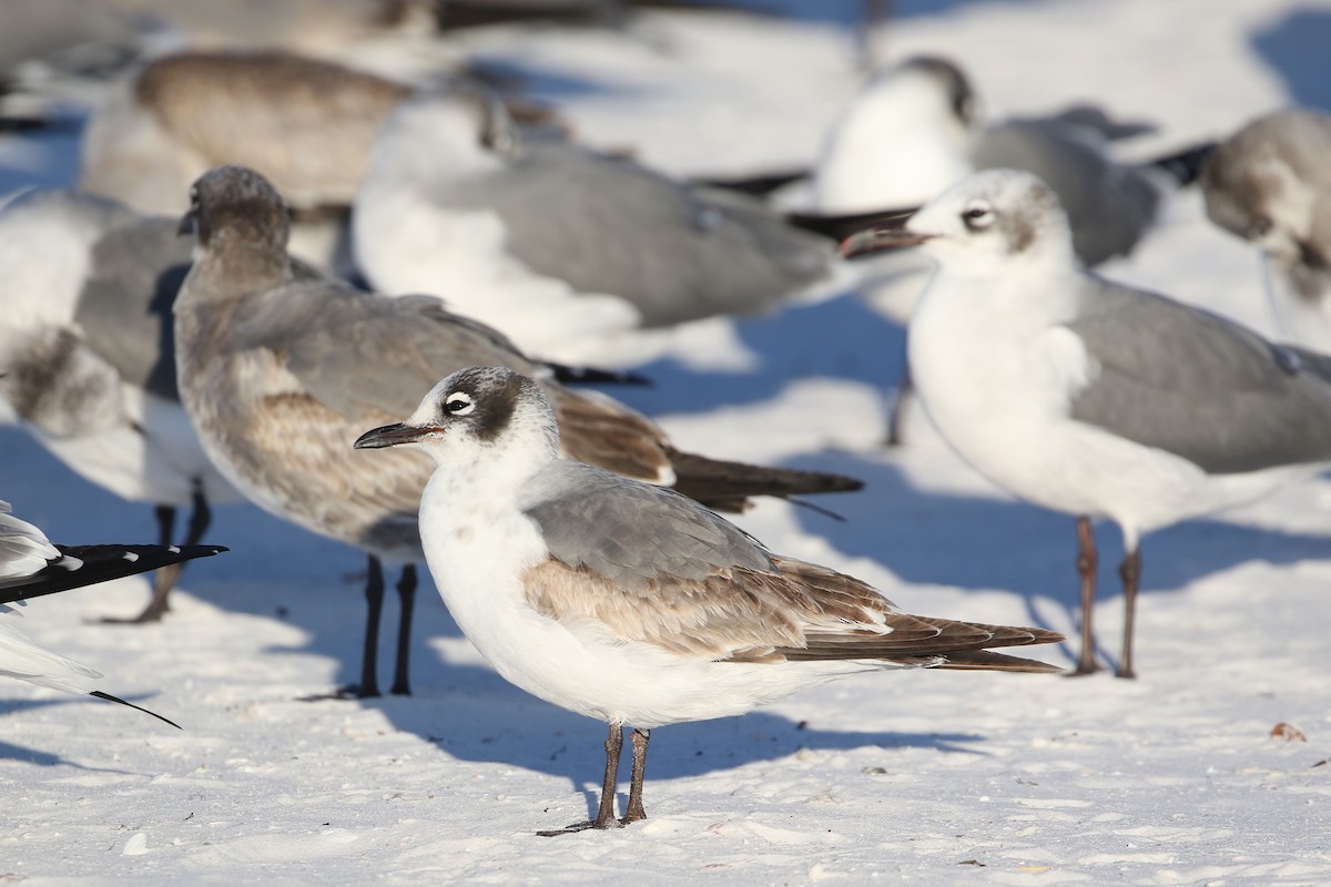 アメリカズグロカモメ - ML646899700