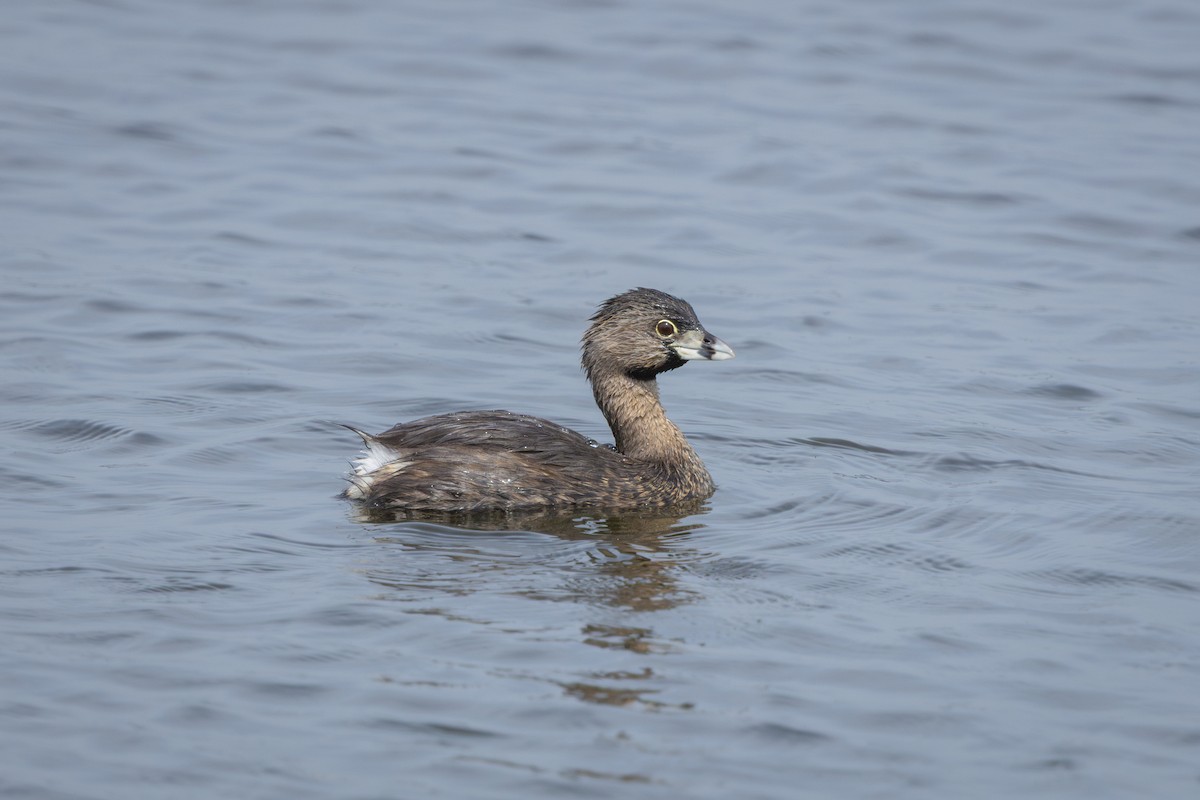Pied-billed Grebe - ML646899701