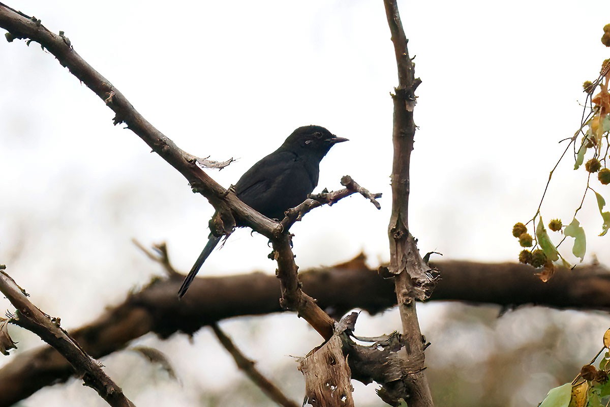 Northern Black-Flycatcher - ML646899702