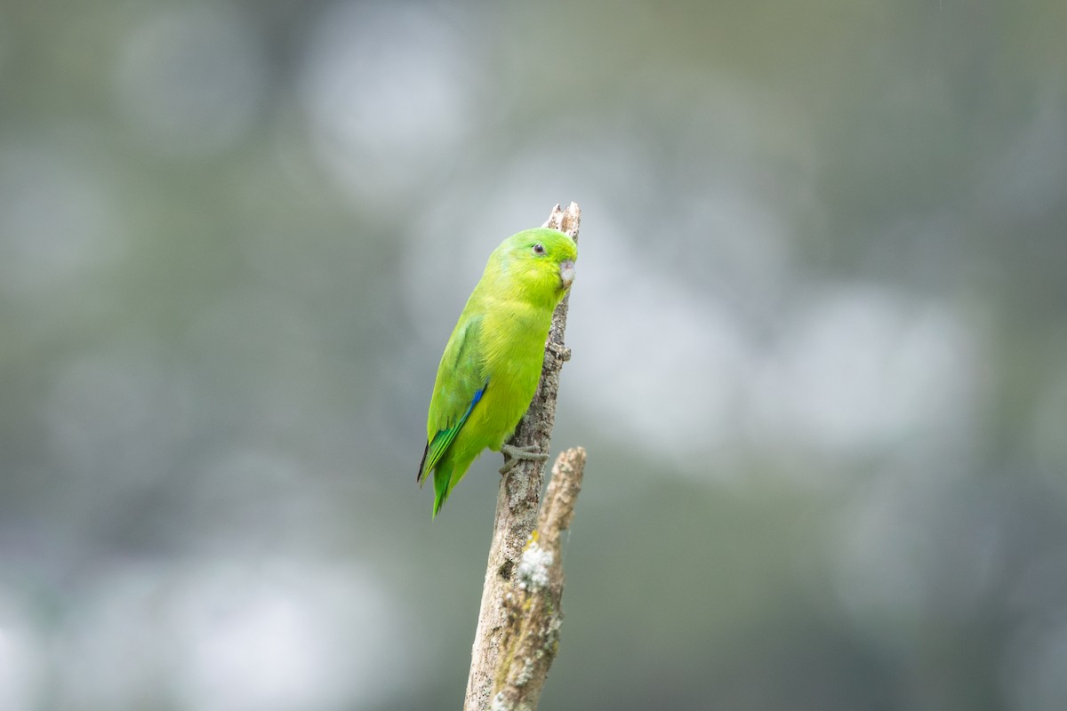 Cobalt-rumped Parrotlet - ML646899703