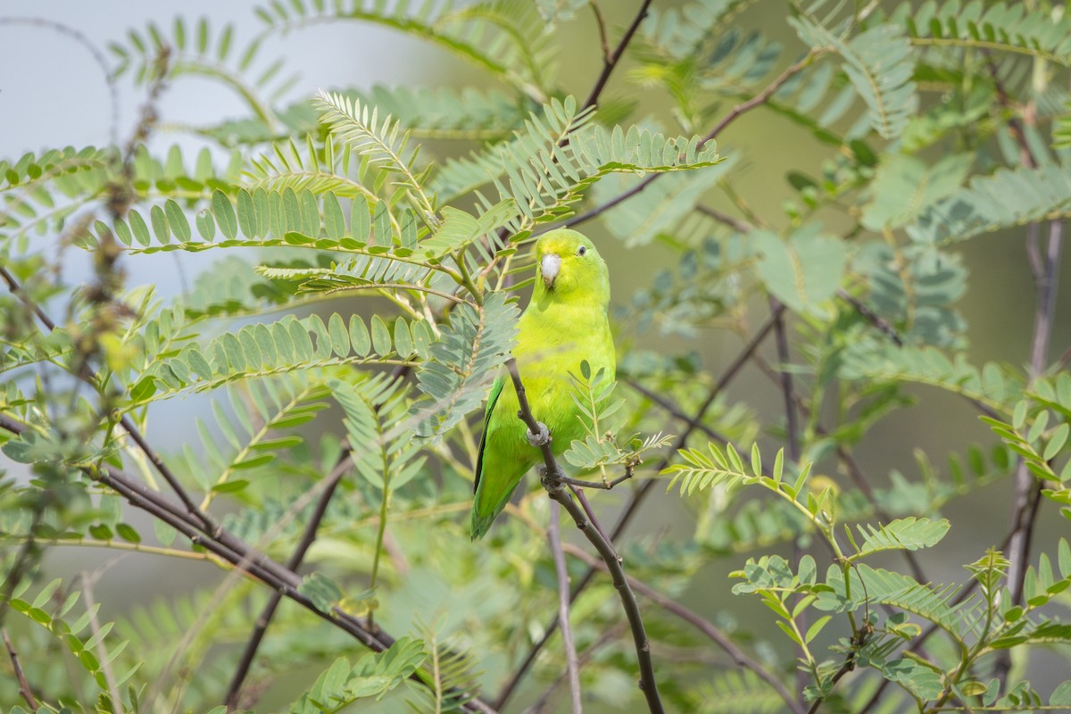 Cobalt-rumped Parrotlet - ML646899704