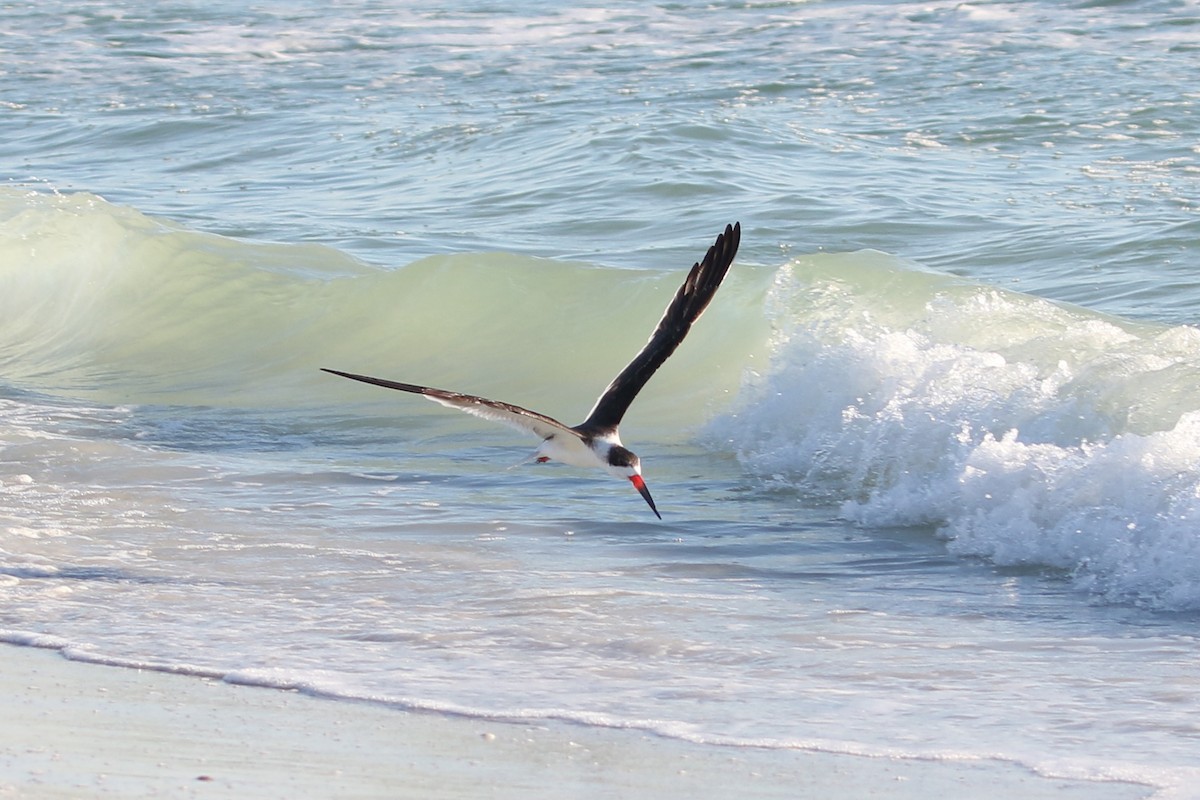 Black Skimmer - ML646899710