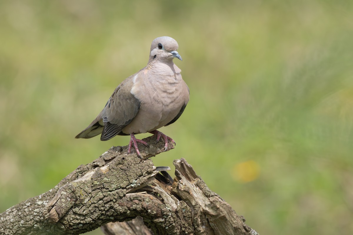 Eared Dove - ML646899712