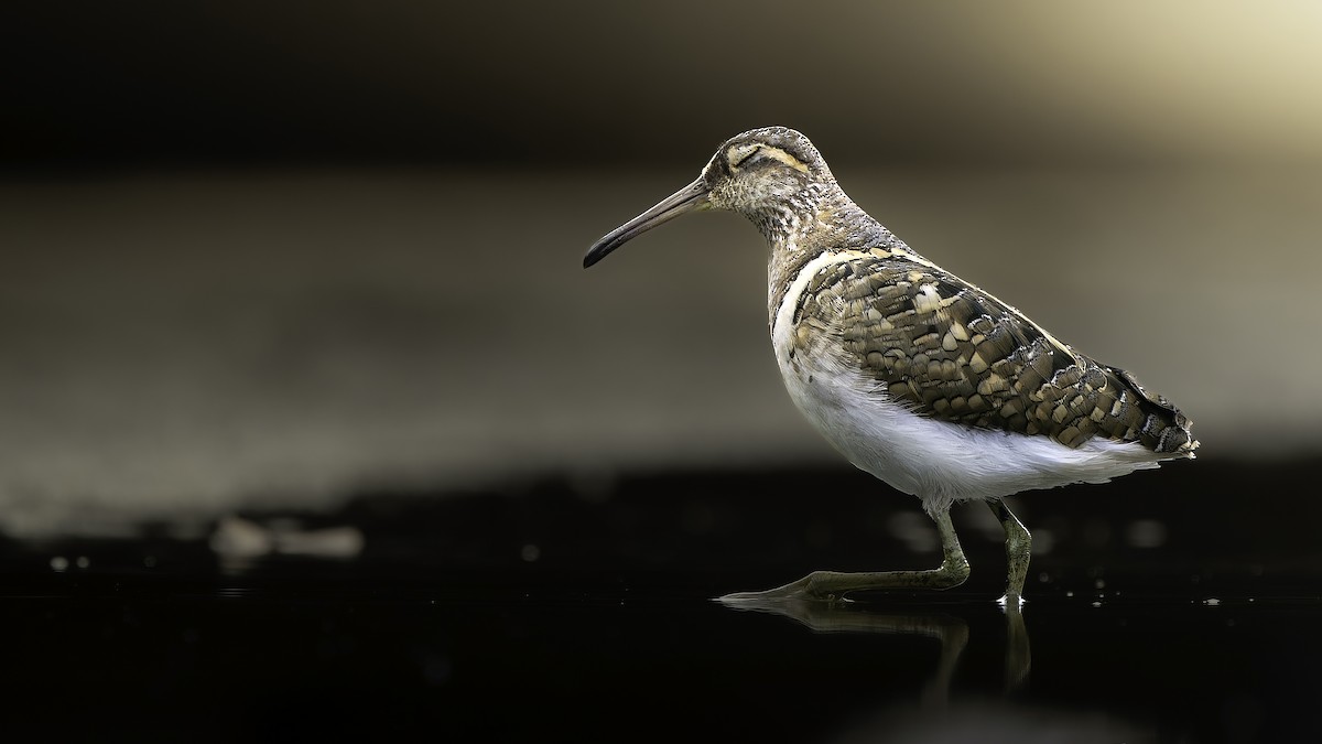 Greater Painted-Snipe - ML646899713