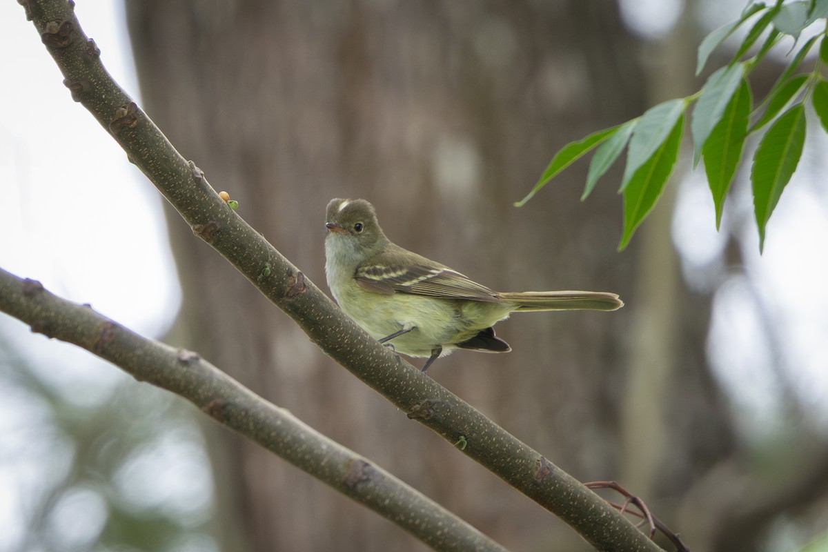 Small-billed Elaenia - ML646899714