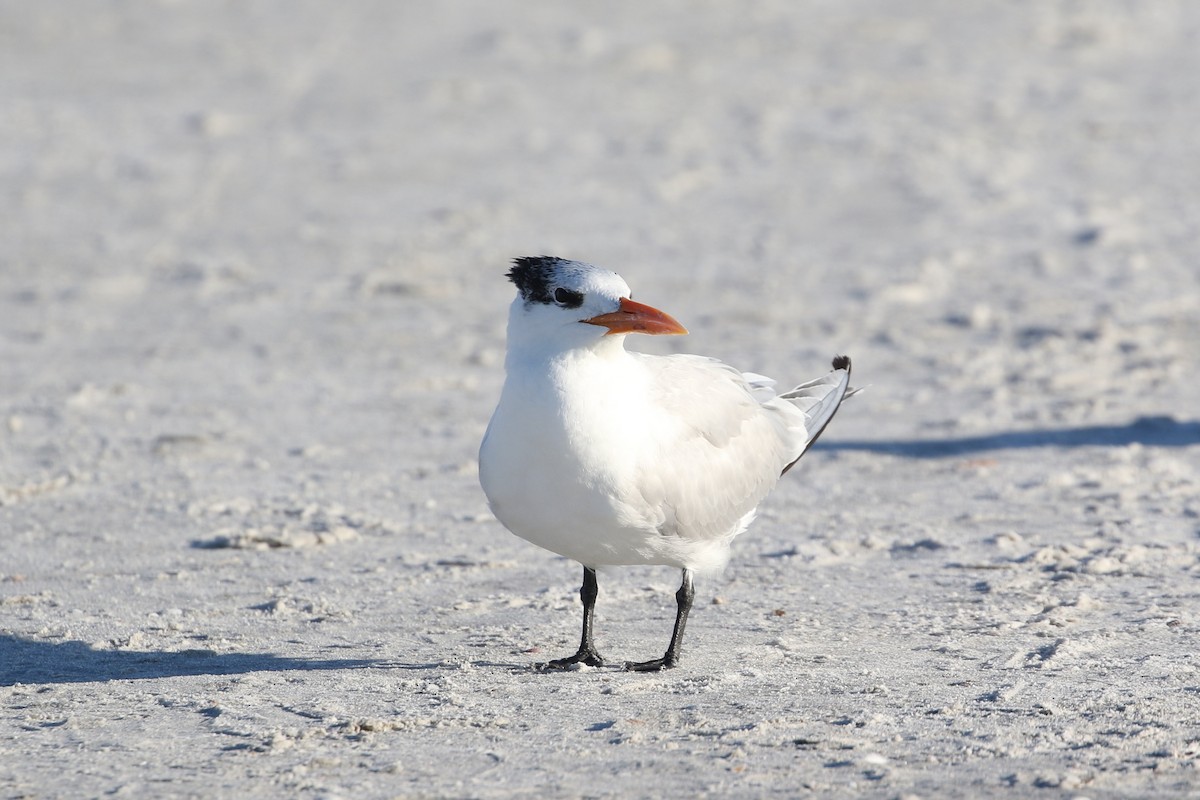Royal Tern - ML646899717