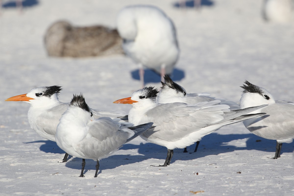 Royal Tern - ML646899718