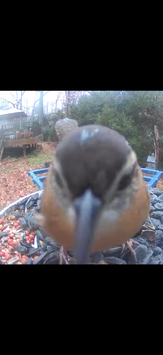 Carolina Wren - ML646899719