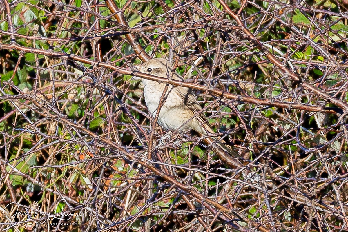 Antzandobi isabeldarra - ML646899720