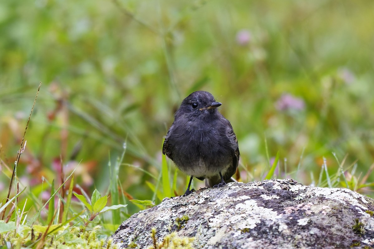 Black Phoebe (White-winged) - ML646899732