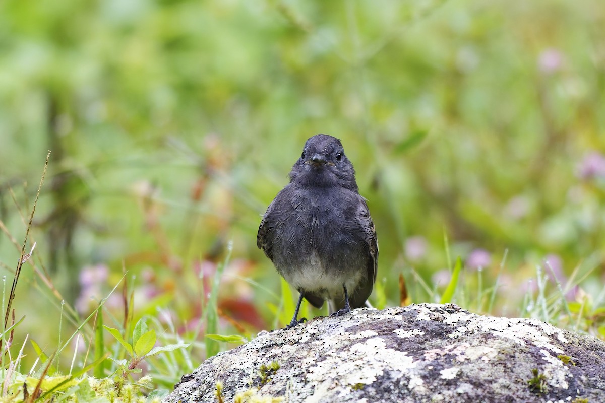 Black Phoebe (White-winged) - ML646899735