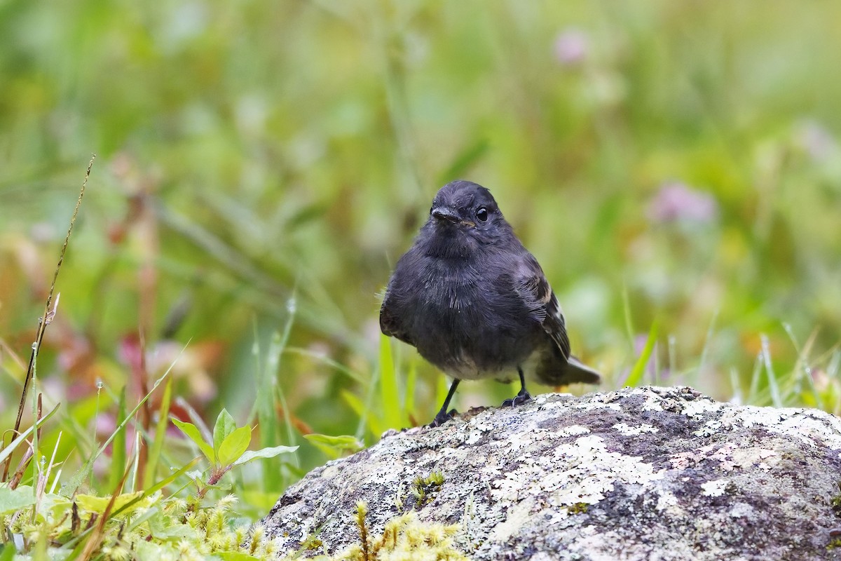 Black Phoebe (White-winged) - ML646899737