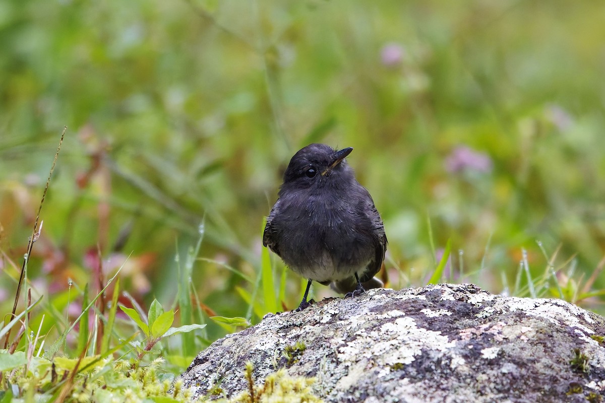 Black Phoebe (White-winged) - ML646899738