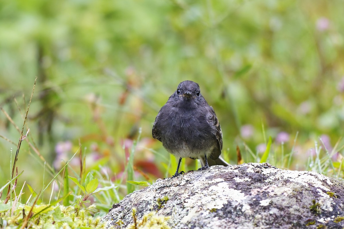 Black Phoebe (White-winged) - ML646899740