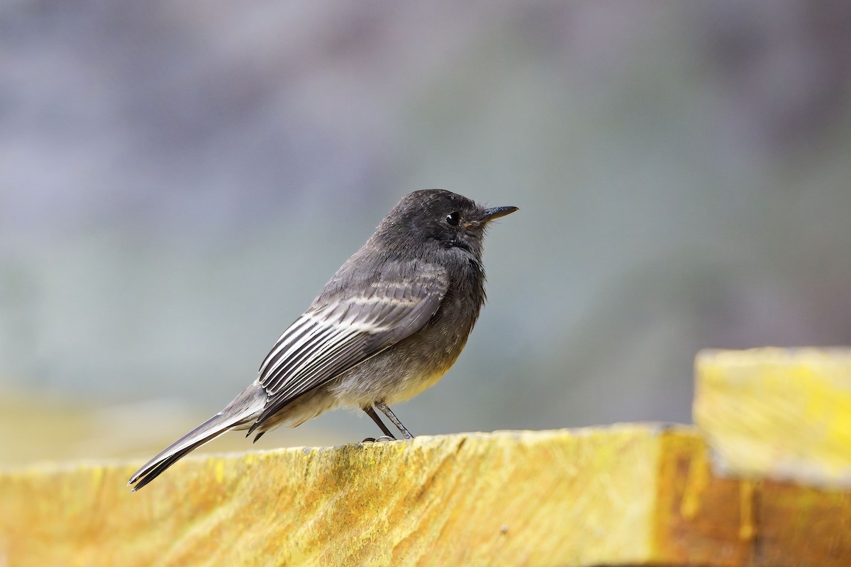 Black Phoebe (White-winged) - ML646899741