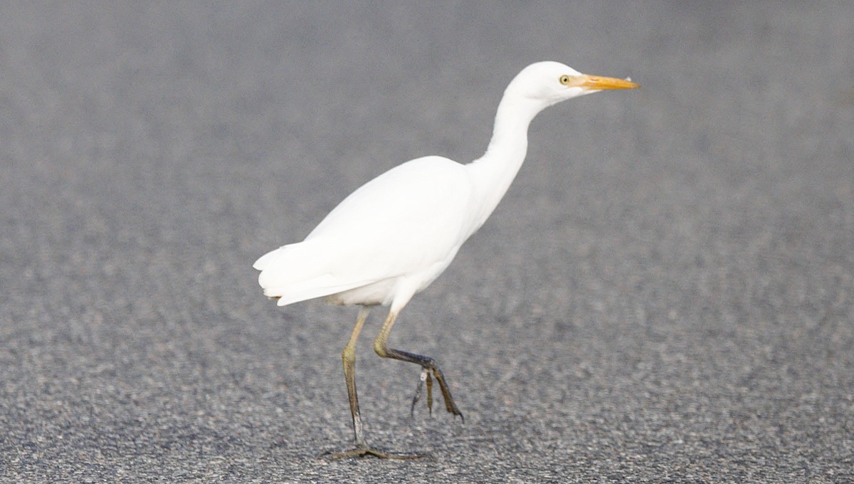 Western Cattle-Egret - ML646899742