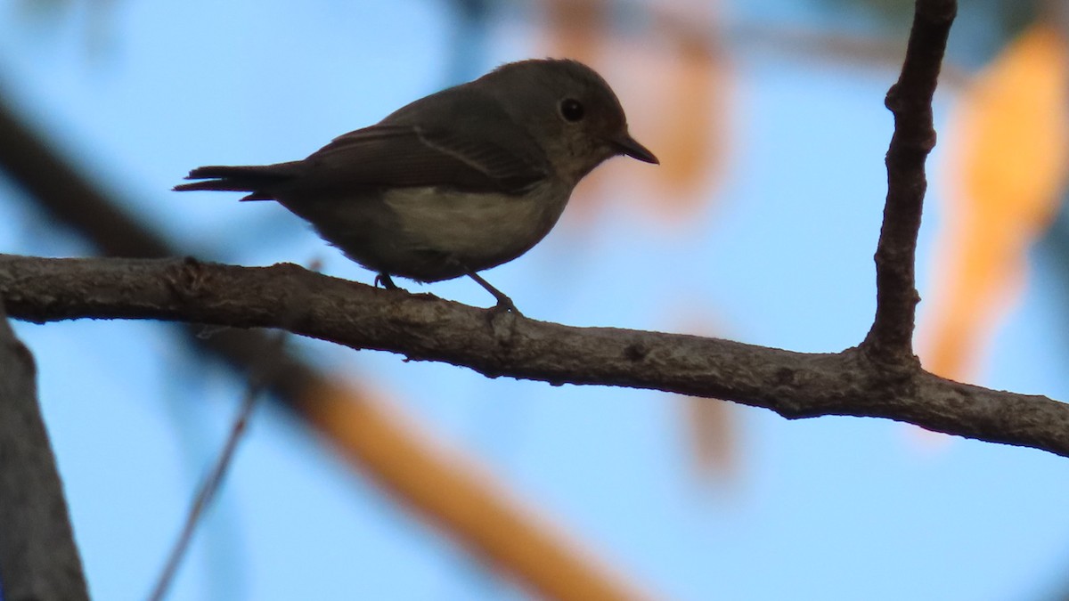 Gobemouche nain - ML646899744