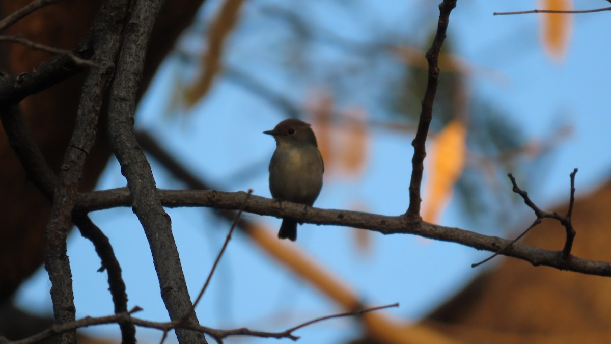 Gobemouche nain - ML646899745
