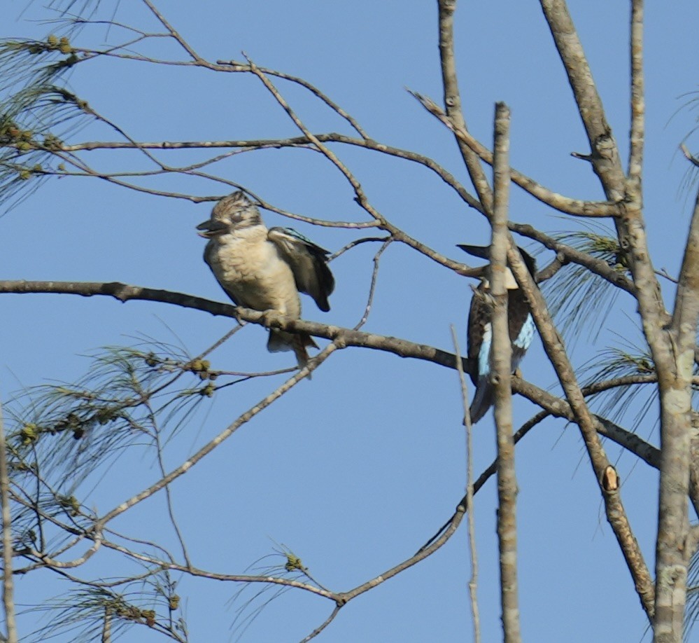 Blue-winged Kookaburra - ML646899747
