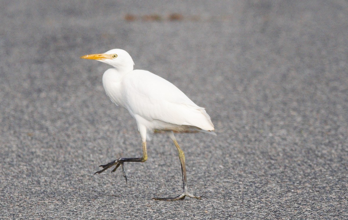 Western Cattle-Egret - ML646899748