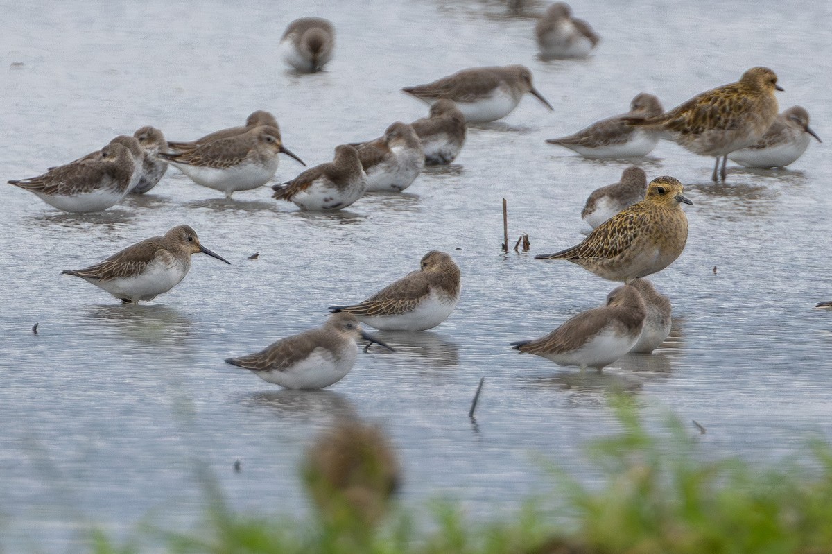 חופית אלפינית - ML646899752