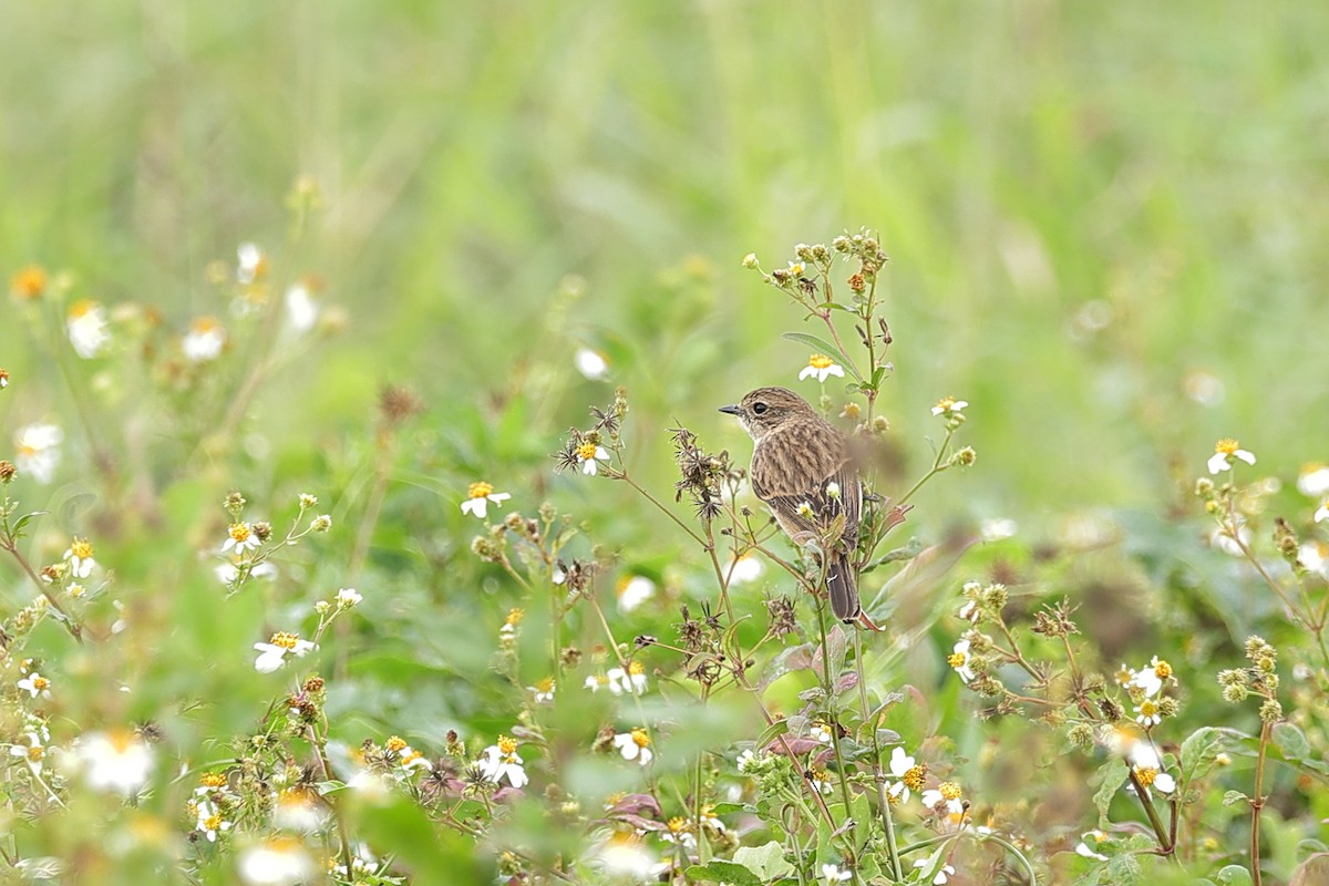 Amur Stonechat - ML646899753