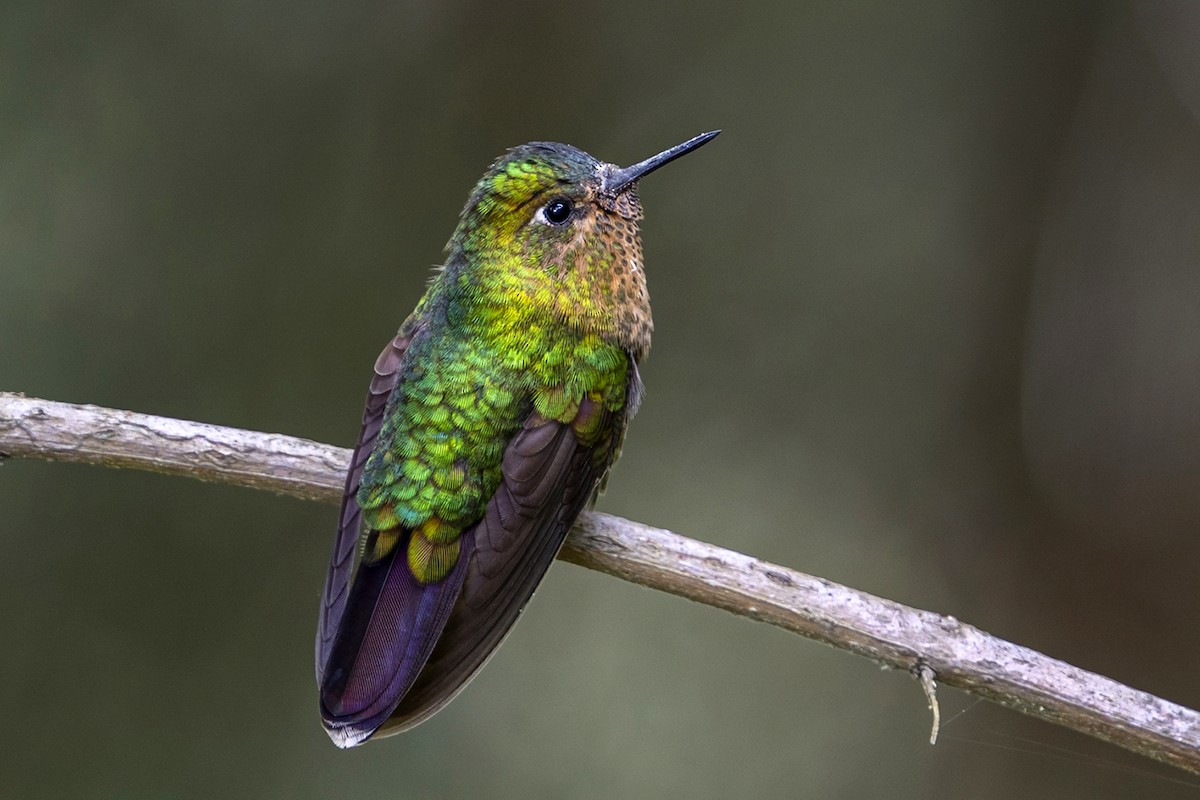 Tyrian Metaltail - ML646899755