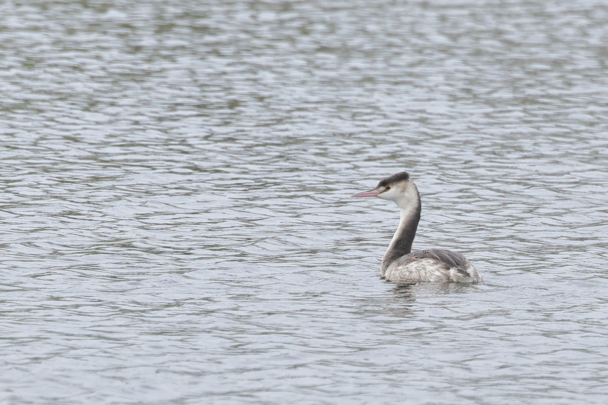 Great Crested Grebe - ML646899775