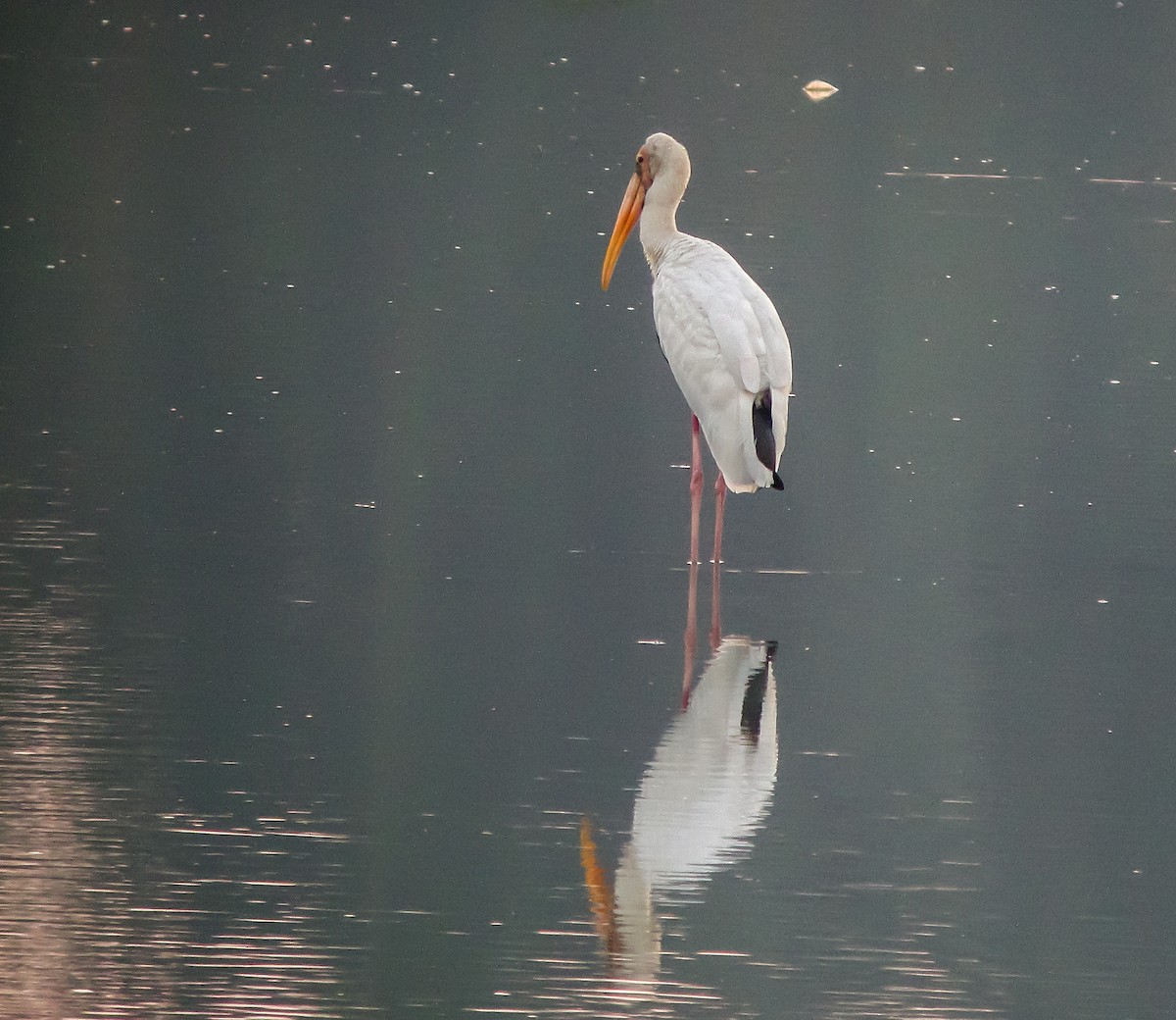 Milky Stork - ML646899776