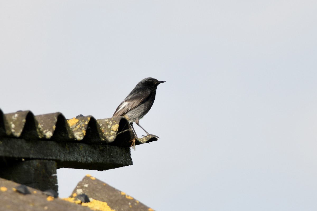 חכלילית סלעים - ML646899777