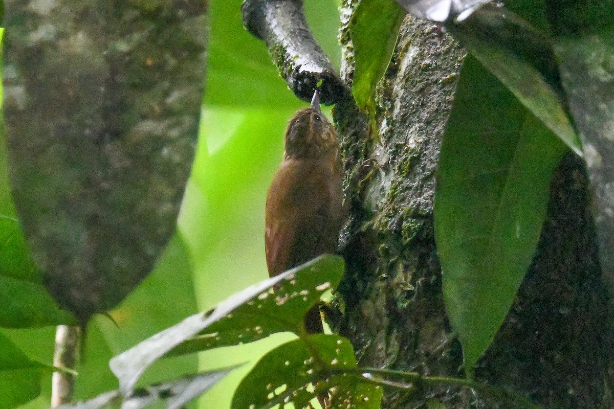 Долотоклювый древолаз - ML646899781