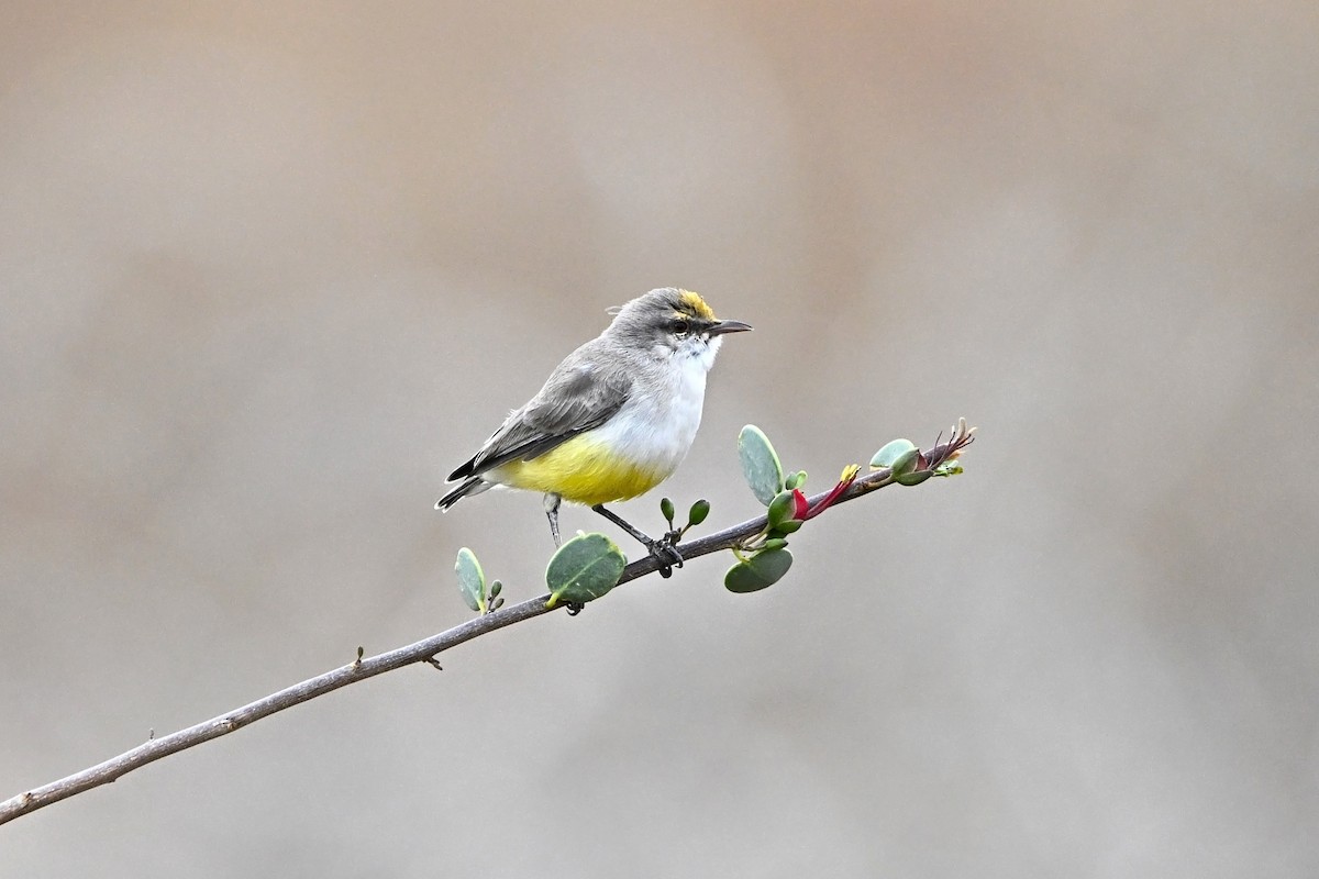 Yellow-vented Eremomela - ML646899782