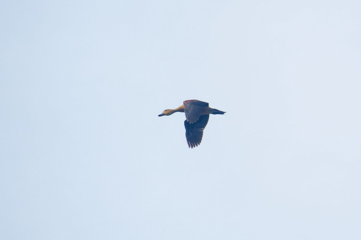 リュウキュウガモ - ML646899788