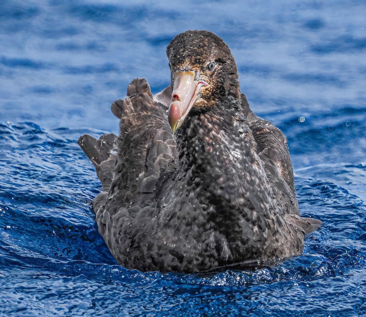 Northern Giant-Petrel - ML646899793