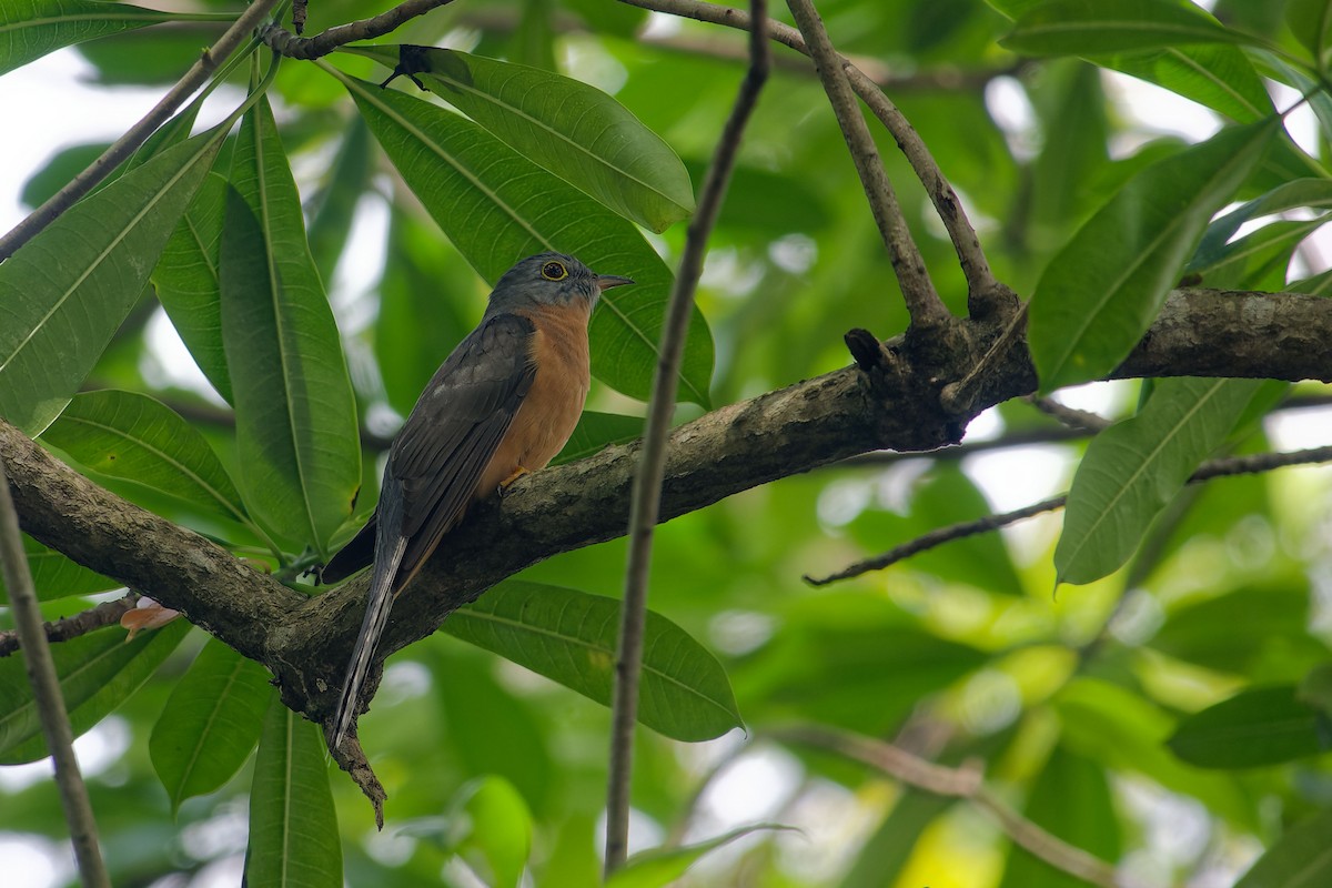 ハイガシラヒメカッコウ - ML646899795